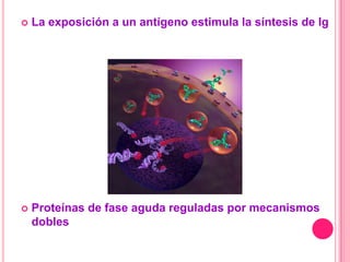    La exposición a un antígeno estimula la síntesis de Ig




   Proteínas de fase aguda reguladas por mecanismos
    dobles
 