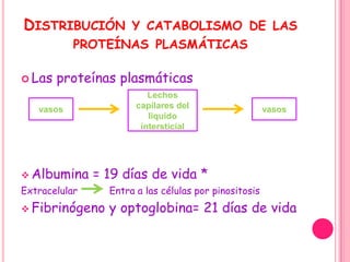 DISTRIBUCIÓN          Y CATABOLISMO DE LAS
           PROTEÍNAS PLASMÁTICAS

 Las   proteínas plasmáticas
                          Lechos
   vasos               capilares del                   vasos
                          liquido
                        intersticial




 Albumina     = 19 días de vida *
Extracelular     Entra a las células por pinositosis
 Fibrinógeno    y optoglobina= 21 días de vida
 