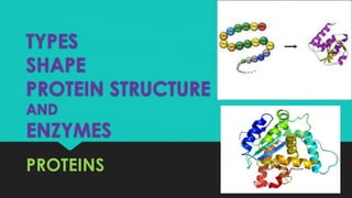 TYPES
SHAPE
PROTEIN STRUCTURE
AND
ENZYMES
PROTEINS
 