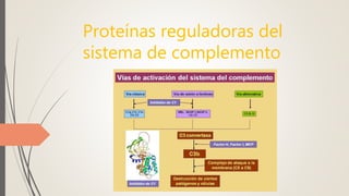 Proteínas reguladoras del
sistema de complemento
 