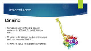 Intracelulares

Dineína
- Formada geralmente por 2 cadeias
pesadas de 470-540kDa (4000-5000 aa)
cada;
- Nº variável de cadeias médias e leves, que
perfazem mais de 1000kDa;
- Pertence ao grupo das proteínas motoras.

 