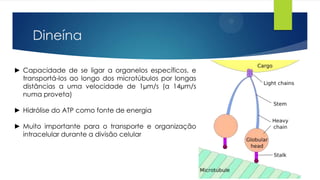 Dineína
► Capacidade de se ligar a organelos específicos, e
transportá-los ao longo dos microtúbulos por longas
distâncias a uma velocidade de 1µm/s (a 14µm/s
numa proveta)

► Hidrólise do ATP como fonte de energia
► Muito importante para o transporte e organização
intracelular durante a divisão celular

 