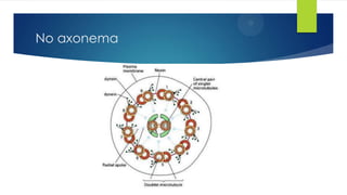 No axonema

 