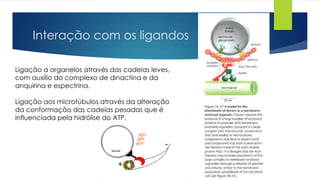 Interação com os ligandos
Ligação a organelos através das cadeias leves,
com auxílio do complexo de dinactina e da
anquirina e espectrina.
Ligação aos microtúbulos através da alteração
da conformação das cadeias pesadas que é
influenciada pela hidrólise do ATP.

 