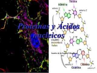Proteínas y Ácidos nucleicos Sandra de la Fuente Villanueva  4ºC 