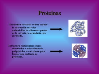 Proteínas Estructura terciaria: ocurre cuando la interacción entre los aminoácidos de diferentes puntos de la estructura secundaria esta  enrollada.  Estructura cuaternaria: ocurre cuando dos o más cadenas de polipéptidos se entrelazan para formar una molécula de proteínas. 