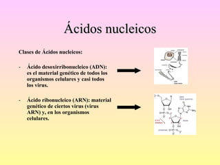 Ácidos nucleicos Clases de Ácidos nucleicos: Ácido desoxirribonucleico (ADN): es el material genético de todos los organismos celulares y casi todos los virus. Ácido ribonucleico (ARN): material genético de ciertos virus (virus ARN) y, en los organismos celulares. 