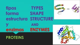 tipos TYPES
forma SHAPE
estructura STRUCTURE
y AND
enzimas ENZYMES
PROTEINS
 
