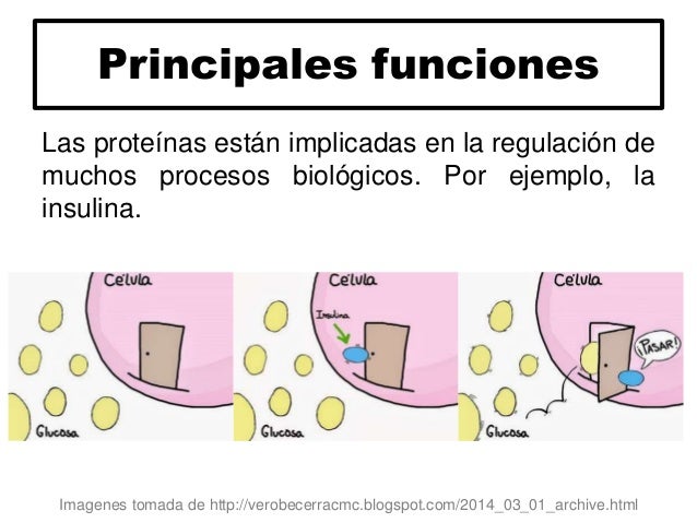 Proteína y nutrición Proteína y nutrición