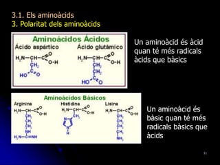 11
3.1. Els aminoàcids
3. Polaritat dels aminoàcids
Un aminoàcid és àcid
quan té més radicals
àcids que bàsics
Un aminoàcid és
bàsic quan té més
radicals bàsics que
àcids
 