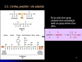14
3.2. L’enllaç peptídic i els pèptids
És la unió d’un grup
carboxil d’un aminoàcid
amb un grup amino d’un
altre.
 