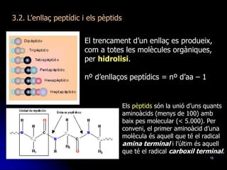 15
El trencament d’un enllaç es produeix,
com a totes les molècules orgàniques,
per hidrolisi.
nº d’enllaços peptídics = nº d’aa – 1
Els pèptids són la unió d’uns quants
aminoàcids (menys de 100) amb
baix pes molecular (< 5.000). Per
conveni, el primer aminoàcid d’una
molècula és aquell que té el radical
amina terminal i l’últim és aquell
que té el radical carboxil terminal.
3.2. L’enllaç peptídic i els pèptids
 