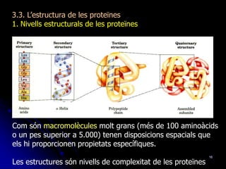16
3.3. L’estructura de les proteïnes
1. Nivells estructurals de les proteïnes
Com són macromolècules molt grans (més de 100 aminoàcids
o un pes superior a 5.000) tenen disposicions espacials que
els hi proporcionen propietats específiques.
Les estructures són nivells de complexitat de les proteïnes
 