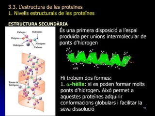 18
3.3. L’estructura de les proteïnes
1. Nivells estructurals de les proteïnes
ESTRUCTURA SECUNDÀRIA
És una primera disposició a l’espai
produïda per unions intermolecular de
ponts d’hidrogen
Hi trobem dos formes:
1. a-hèlix: si es poden formar molts
ponts d’hidrogen. Aixó permet a
aquestes proteïnes adquirir
conformacions globulars i facilitar la
seva dissolució
 