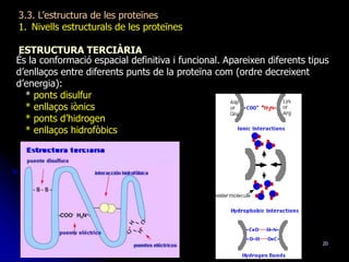 20
3.3. L’estructura de les proteïnes
1. Nivells estructurals de les proteïnes
ESTRUCTURA TERCIÀRIA
És la conformació espacial definitiva i funcional. Apareixen diferents tipus
d’enllaços entre diferents punts de la proteïna com (ordre decreixent
d’energia):
* ponts disulfur
* enllaços iònics
* ponts d’hidrogen
* enllaços hidrofòbics
 