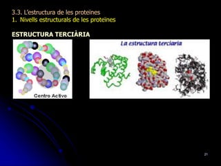 21
3.3. L’estructura de les proteïnes
1. Nivells estructurals de les proteïnes
ESTRUCTURA TERCIÀRIA
 