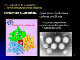 22
3.3. L’estructura de les proteïnes
1. Nivells estructurals de les proteïnes
ESTRUCTURA QUATERNÀRIA Quan s’uneixen diverses
cadenes protèiques:
* subunitats de proteïnes
complexes com les globulines.
* càpsida dels virus
 