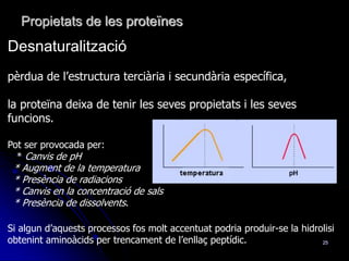 25
Desnaturalització
pèrdua de l’estructura terciària i secundària específica,
la proteïna deixa de tenir les seves propietats i les seves
funcions.
Pot ser provocada per:
* Canvis de pH
* Augment de la temperatura
* Presència de radiacions
* Canvis en la concentració de sals
* Presència de dissolvents.
Si algun d’aquests processos fos molt accentuat podria produir-se la hidrolisi
obtenint aminoàcids per trencament de l’enllaç peptídic.
Propietats de les proteïnes
 