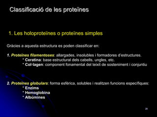 28
1. Les holoproteïnes o proteïnes simples
Classificació de les proteïnes
Gràcies a aquesta estructura es poden classificar en:
1. ʰǳٱïԱ filamentoses: allargades, insolubles i formadores d’estructures.
* Ceratina: base estructural dels cabells, ungles, etc.
* Col·lagen: component fonamental del teixit de sosteniment i conjuntiu
2. ʰǳٱïԱ globulars: forma esfèrica, solubles i realitzen funcions específiques:
* Enzims
* Hemoglobina
* Albúmines
 