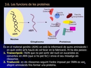 30
3.6. Les funcions de les proteïnes
Ès en el material genètic (ADN) on està la informació de quins aminoàcids i
en quin ordre se’ls haurà de col·locar en la fabricació. Hi ha dos passos:
1. Transcripció: l’ADN que no pot sortir del nucli en eucariotes es
converteix en ARN (que si ho pot fer) i envia el seu missatge als
ribosomes
2. Traducció: en els ribosomes seguint l’ordre imposat per l’ARN es van
afegint aminoàcids fins formar una proteïna.
 
