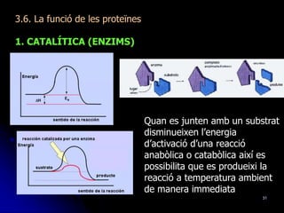 31
3.6. La funció de les proteïnes
1. CATALÍTICA (ENZIMS)
Quan es junten amb un substrat
disminueixen l’energia
d’activació d’una reacció
anabòlica o catabòlica així es
possibilita que es produeixi la
reacció a temperatura ambient
de manera immediata
 