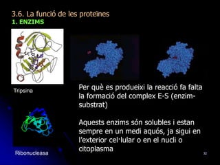 32
3.6. La funció de les proteïnes
1. ENZIMS
Tripsina
Per què es produeixi la reacció fa falta
la formació del complex E-S (enzim-
substrat)
Aquests enzims són solubles i estan
sempre en un medi aquós, ja sigui en
l’exterior cel·lular o en el nucli o
citoplasmaRibonucleasa
 
