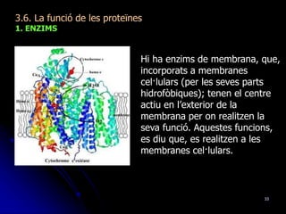 33
3.6. La funció de les proteïnes
1. ENZIMS
Hi ha enzims de membrana, que,
incorporats a membranes
cel·lulars (per les seves parts
hidrofòbiques); tenen el centre
actiu en l’exterior de la
membrana per on realitzen la
seva funció. Aquestes funcions,
es diu que, es realitzen a les
membranes cel·lulars.
 