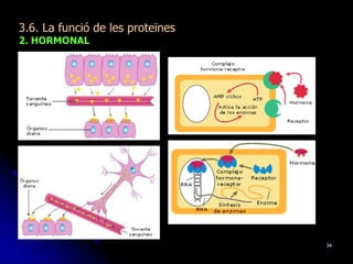 34
3.6. La funció de les proteïnes
2. HORMONAL
 