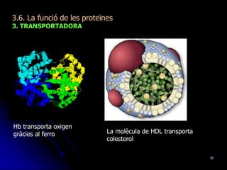 35
3.6. La funció de les proteïnes
3. TRANSPORTADORA
Hb transporta oxigen
gràcies al ferro La molècula de HDL transporta
colesterol
 
