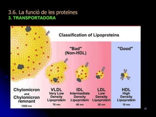 37
3.6. La funció de les proteïnes
3. TRANSPORTADORA
 