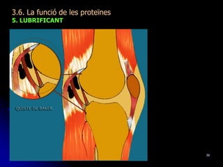 39
3.6. La funció de les proteïnes
5. LUBRIFICANT
 