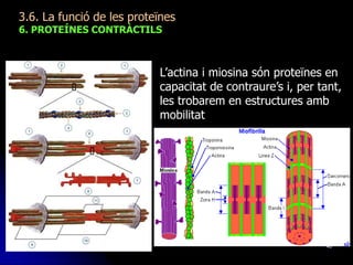 40
3.6. La funció de les proteïnes
6. PROTEÍNES CONTRÀCTILS
L’actina i miosina són proteïnes en
capacitat de contraure’s i, per tant,
les trobarem en estructures amb
mobilitat
 