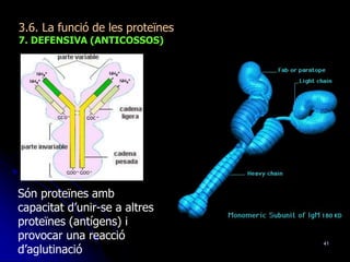 41
3.6. La funció de les proteïnes
7. DEFENSIVA (ANTICOSSOS)
Són proteïnes amb
capacitat d’unir-se a altres
proteïnes (antígens) i
provocar una reacció
d’aglutinació
 