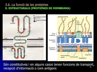 42
3.6. La funció de les proteïnes
9. ESTRUCTURALS (PROTEÏNES DE MEMBRANA)
Són constitutives i en alguns casos tenen funcions de transport,
recepció d’informació o com antígens
 