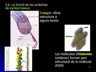 43
3.6. La funció de les proteïnes
10. ESTRUCTURALS
Colagen: dòna
estructura a
alguns teixits
Les molècules d’histones
(octàmer) formen part
estructural de la molècula
d’ADN
 