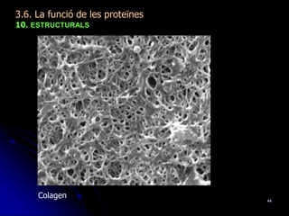 44
3.6. La funció de les proteïnes
10. ESTRUCTURALS
Colagen
 