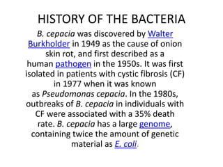 HISTORY OF THE BACTERIA
B. cepacia was discovered by Walter
Burkholder in 1949 as the cause of onion
skin rot, and first described as a
human pathogen in the 1950s. It was first
isolated in patients with cystic fibrosis (CF)
in 1977 when it was known
as Pseudomonas cepacia. In the 1980s,
outbreaks of B. cepacia in individuals with
CF were associated with a 35% death
rate. B. cepacia has a large genome,
containing twice the amount of genetic
material as E. coli.
 