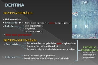 DENTINA
DENTINA PRIMÁRIA
• Mais superficial
• Produzida: Por odontoblastos primários antes da apicogênese
• Túbulos Bem organizados
Regulares
Paralelos entre si
• Bem mais permeável
DENTINA SECUNDÁRIA
• Produzida Por odontoblastos primários após a apicogênese
Durante toda vida útil do dente
Responsável pela diminuição da câmera pulpar
• Túbulos
Mais tortuosos que a primária
Densidade por área é menor que a primária
ESTÍMULO
FISIOLÓGICO
-alimentação
-mudanças de
temperatura,
etc.
 