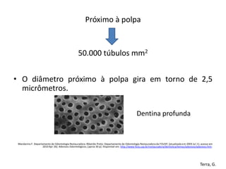 Próximo à polpa


                                                   50.000 túbulos mm2


• O diâmetro próximo à polpa gira em torno de 2,5
  micrômetros.

                                                                                                   Dentina profunda


 Mandarino F. Departamento de Odontologia Restauradora. Ribeirão Preto: Departamento de Odontologia Restauradora da FOUSP; [atualizada em 2003 Jul 11; acesso em
                     2010 Apr 26]. Adesivos Odontológicos; [aprox 30 p]. Disponível em: http://www.forp.usp.br/restauradora/dentistica/temas/adesivos/adesivos.htm.




                                                                                                                                                        Terra, G.
 
