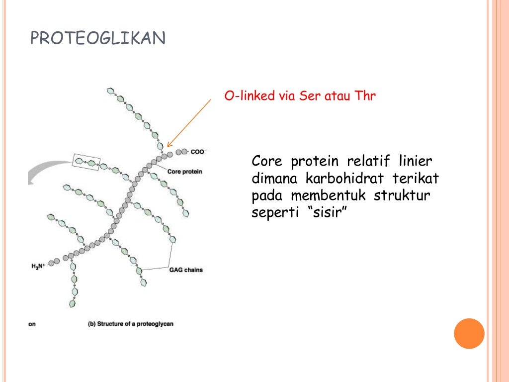 Proteoglikan
