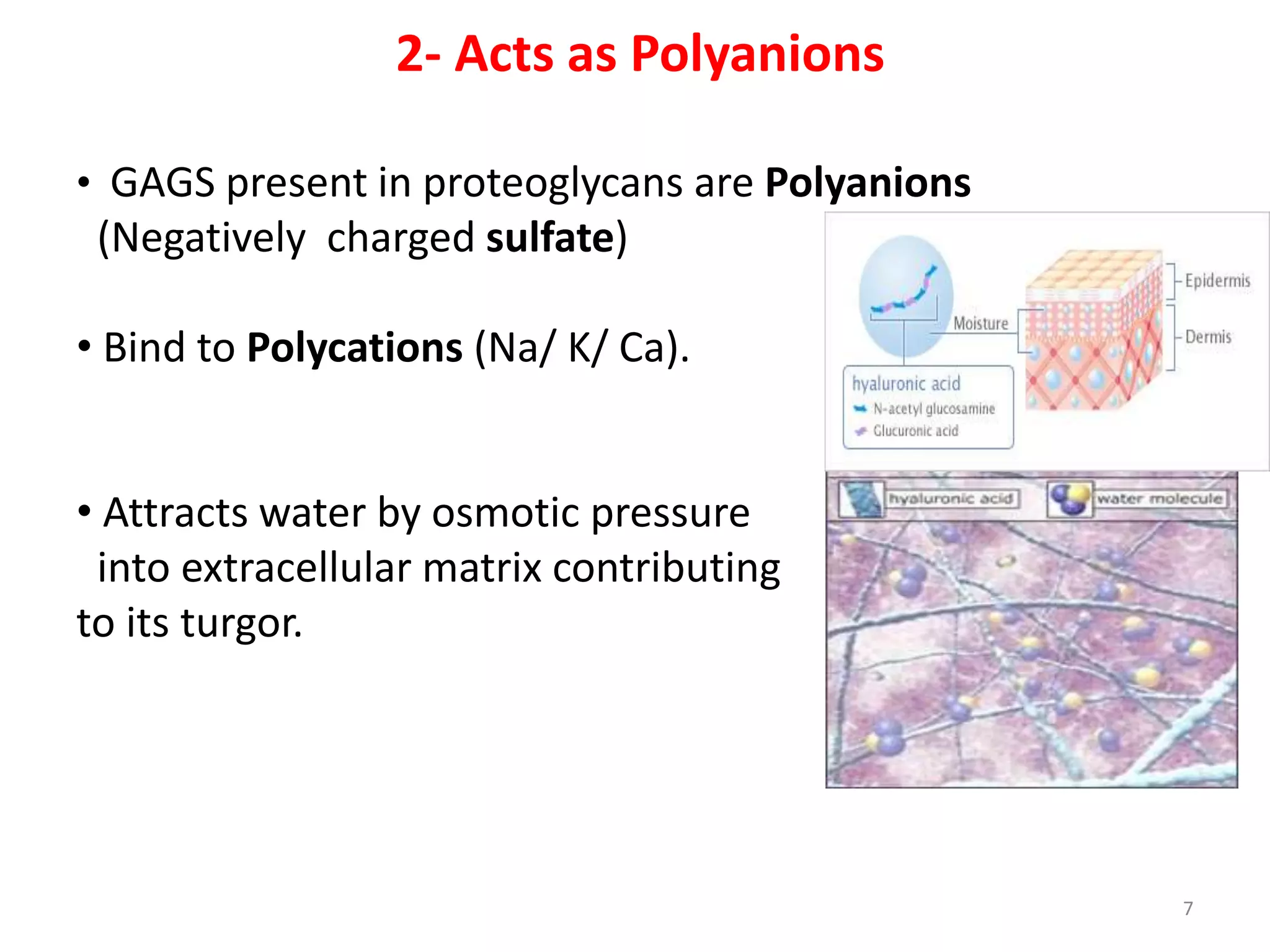 Proteoglycan | PPTX