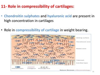 11- Role in compressibility of cartilages:
• Chondroitin sulphates and hyaluronic acid are present in
high concentration in cartilages
• Role in compressibility of cartilage in weight bearing.
16
 