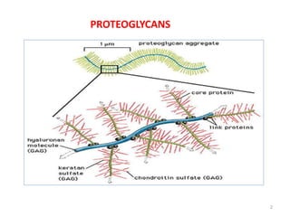 PROTEOGLYCANS
2
 