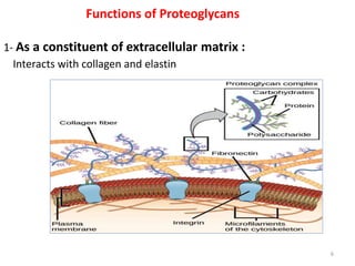 Functions of Proteoglycans
1- As a constituent of extracellular matrix :
Interacts with collagen and elastin
6
 