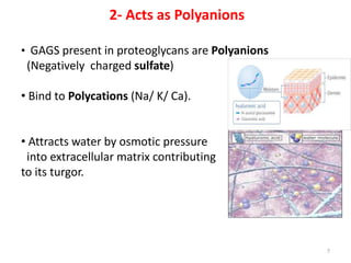 2- Acts as Polyanions
• GAGS present in proteoglycans are Polyanions
(Negatively charged sulfate)
• Bind to Polycations (Na/ K/ Ca).
• Attracts water by osmotic pressure
into extracellular matrix contributing
to its turgor.
7
 