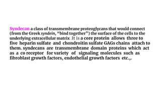 Syndecan a class of transmembrane proteoglycans that would connect
(from the Greek syndein, “bind together”) the surface of the cells to the
underlying extracellular matrix .It is a core protein allows three to
five heparin sulfate and chondroitin sulfate GAGs chains attach to
them. syndecans are transmembrane domain proteins which act
as a co receptor for variety of signaling molecules such as
fibroblast growth factors, endothelial growth factors etc.,.
 