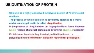 UBIQUITINATION OF PROTEIN
• Ubiquitin is a highly conserved eukaryotic protein of 76 amino acid
residues
The process by which ubiquitin is covalently attached to a lysine
rsidue on a target protin is called ubiquitination
In the process of ubiquitination ,an isopeptide Bond forms between
lysine residue of a target protein and C-triminal glycine of ubiquitin
• Proteins can be monoubiquitinated ,multiubiquitinated or
polyubiquitinated (Minimum 4 ubiquitin requrire for proteolysis)
 