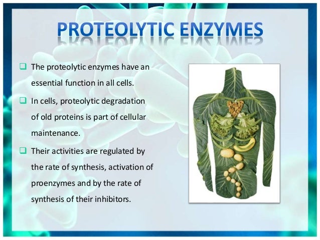 proteolytic fragment definition