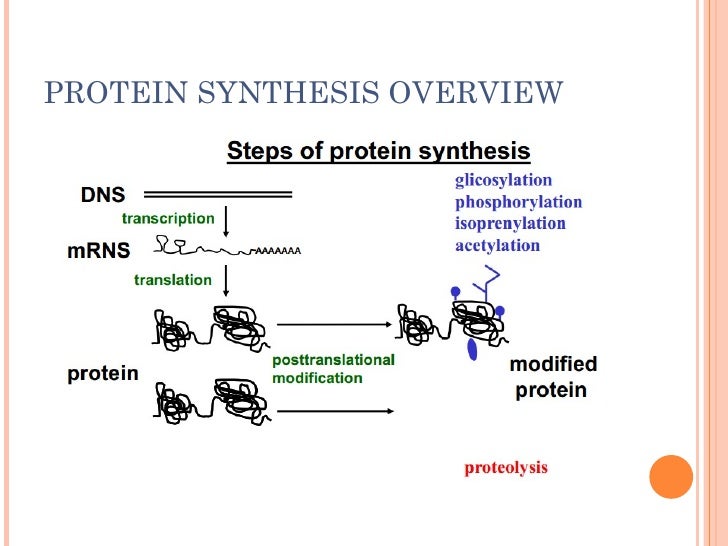 single site mutant protein turnover single site mutant protein turnover