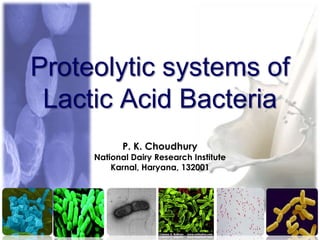 Proteolytic systems in lactic acid bacteria | PPTX
